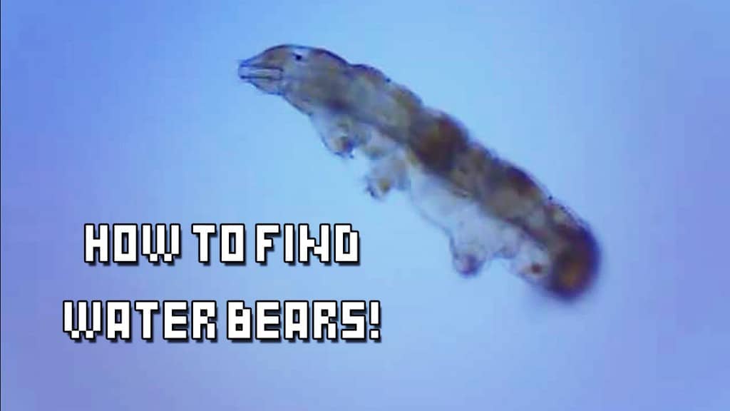 How do you find water bears (tardigrades) in the wild? The Kid Should