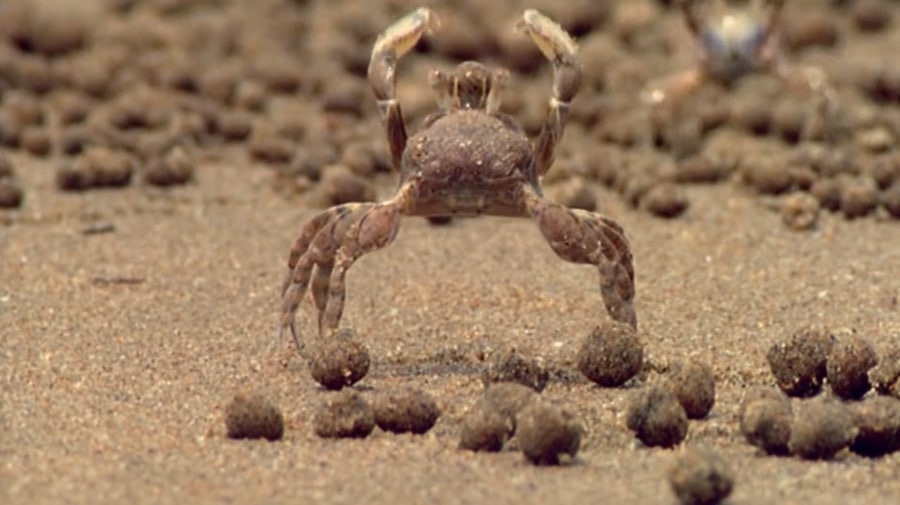 Sand Bubbler Crabs Make Tiny
