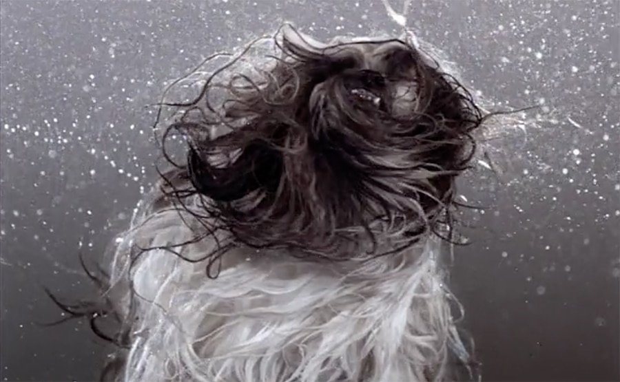 wet dog - Pleix