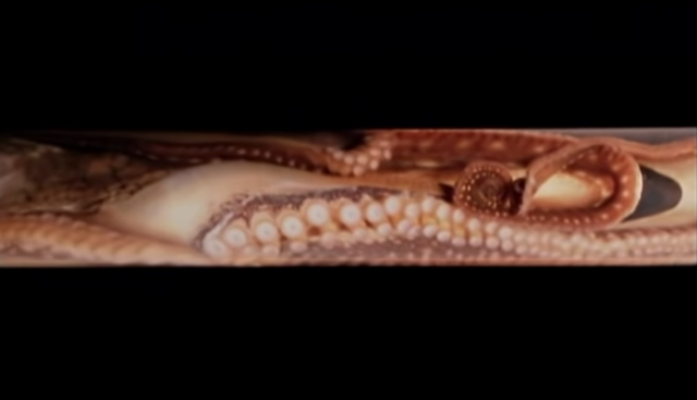 octopus in a plexi tube