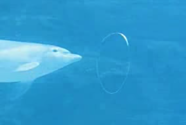 dolphin bubble rings