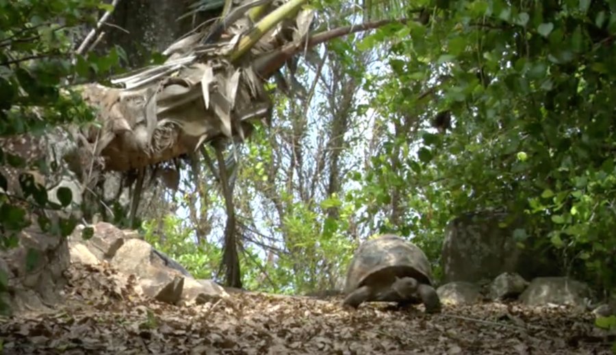 giant tortoise on moyenne island 