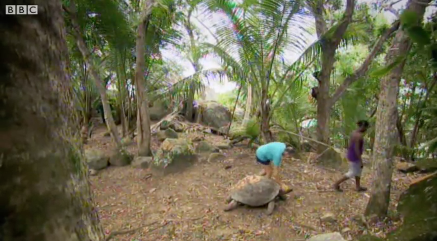 grimshaw pets a giant tortoise on moyenne island 