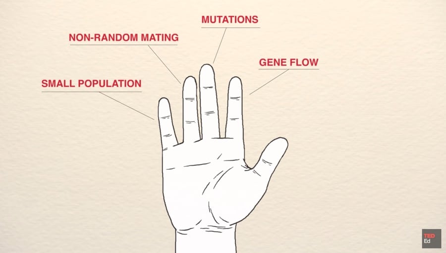 five fingers of evolution