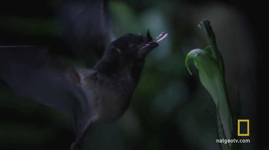 nectar bat