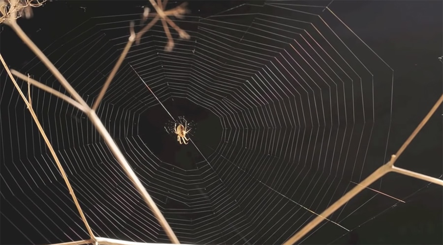 spider web time lapse