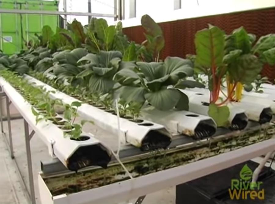 Growing food on the NY Sunworks Science Barge