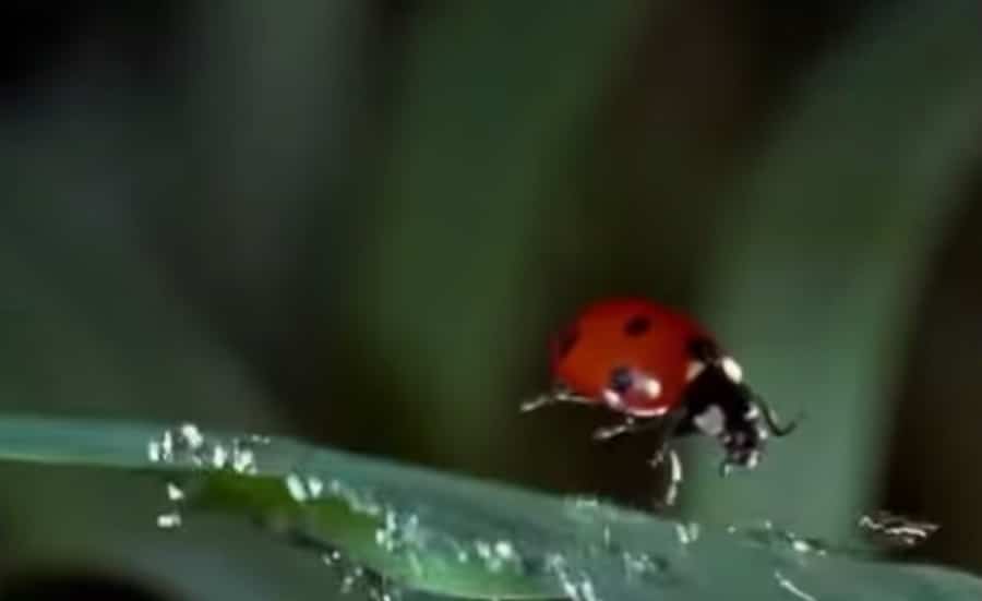 ladybug in the rain