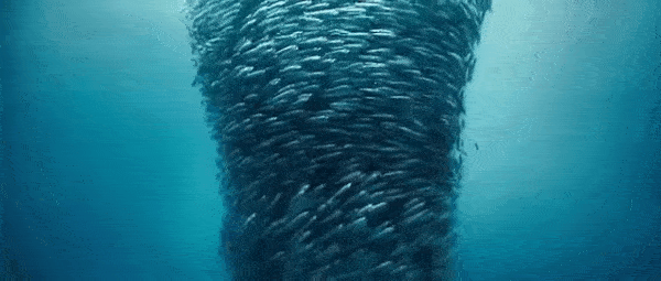 swarming fish tornado