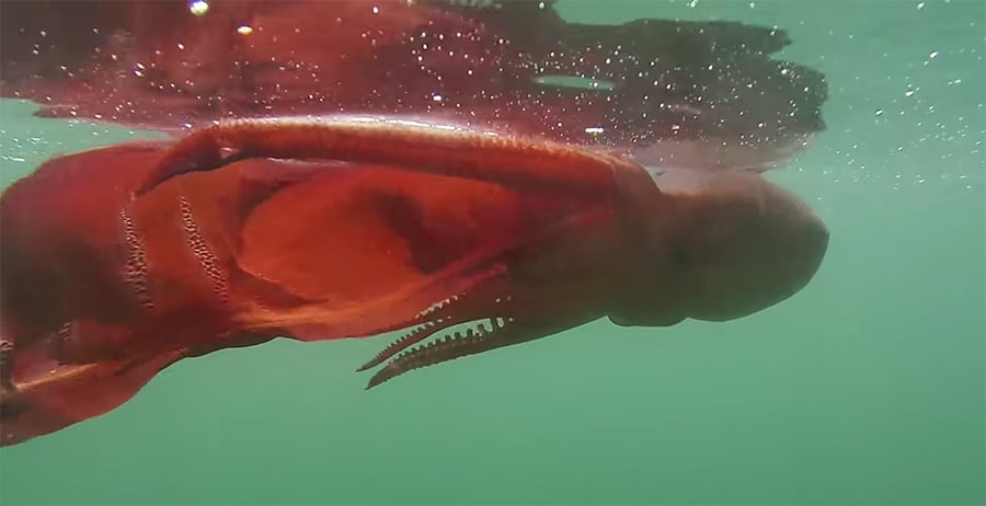 blanket octopus near the surface of the water