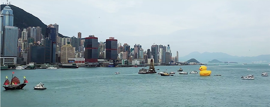 duck in hong kong harbor - distant view