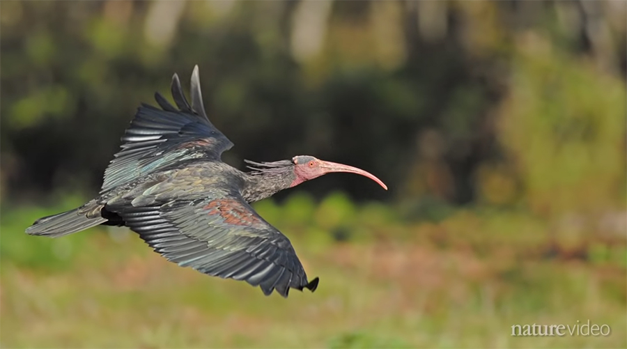 flying ibis