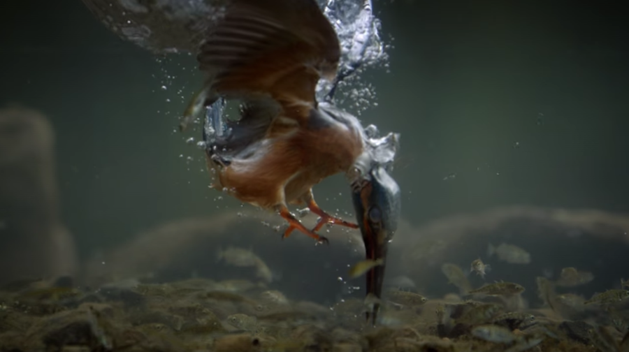 kingfisher underwater