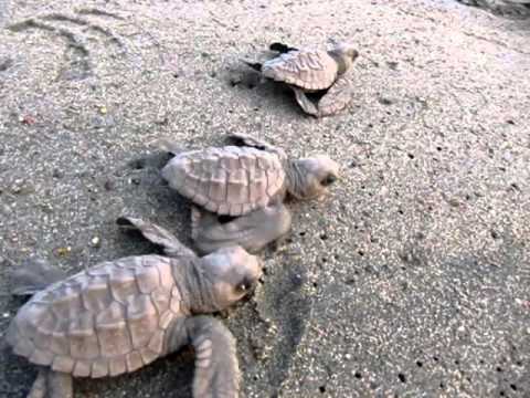 olive ridley hatchlings running for the sea