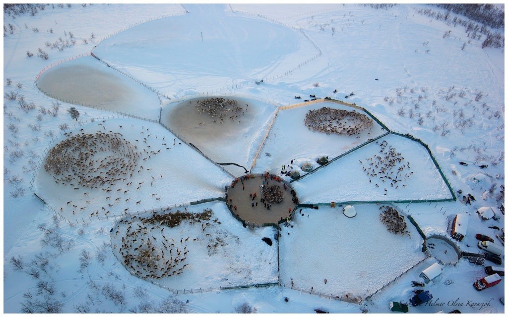 reindeer herds observed by drone