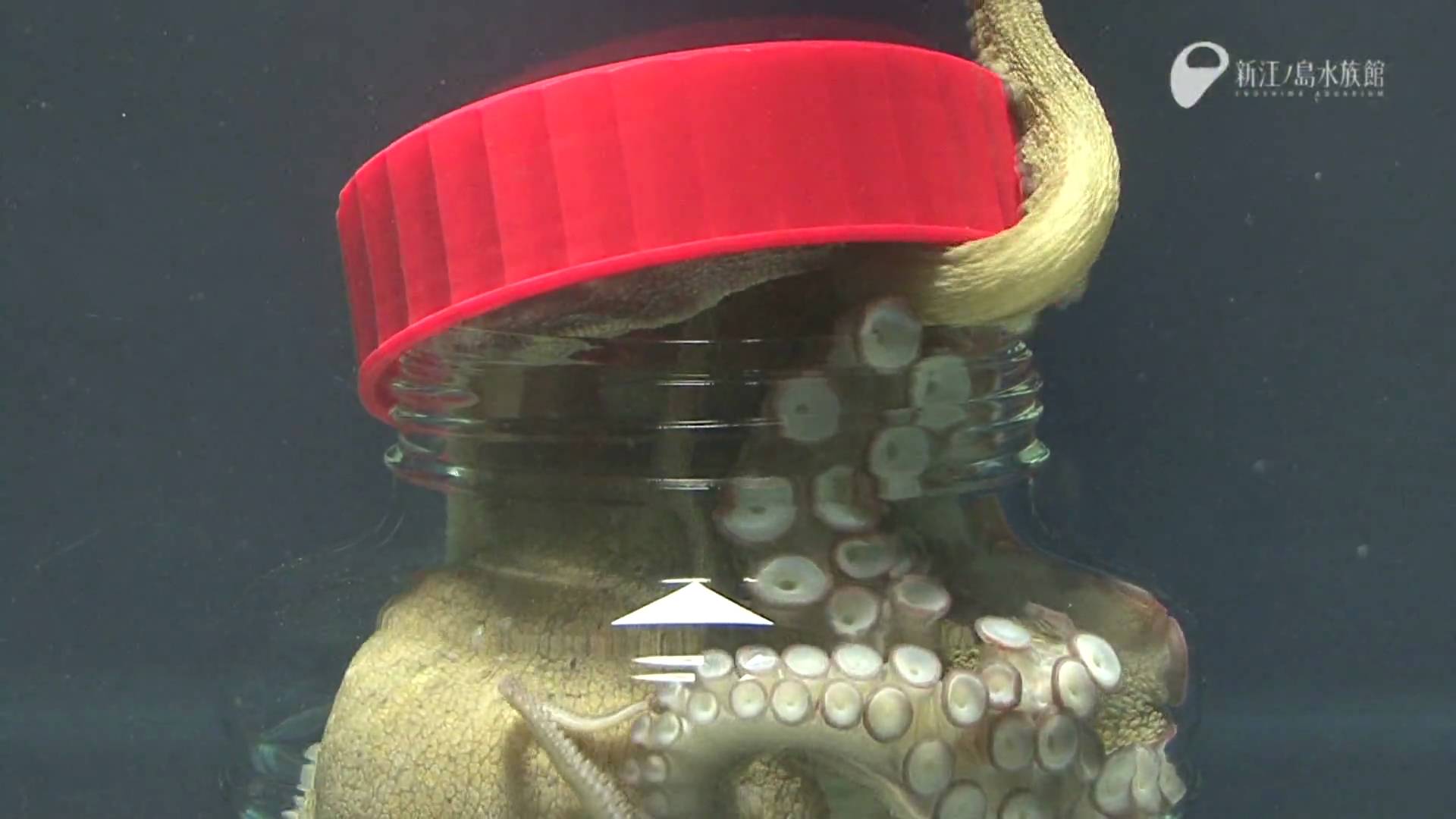 octopus unscrews jar
