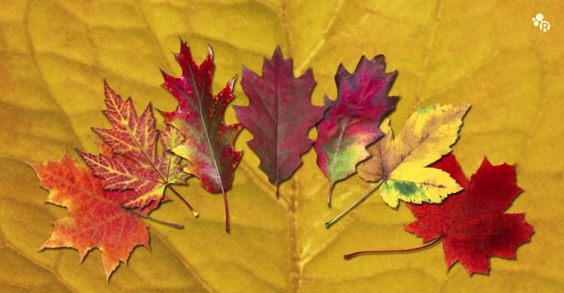 why do autumn leaves change color?