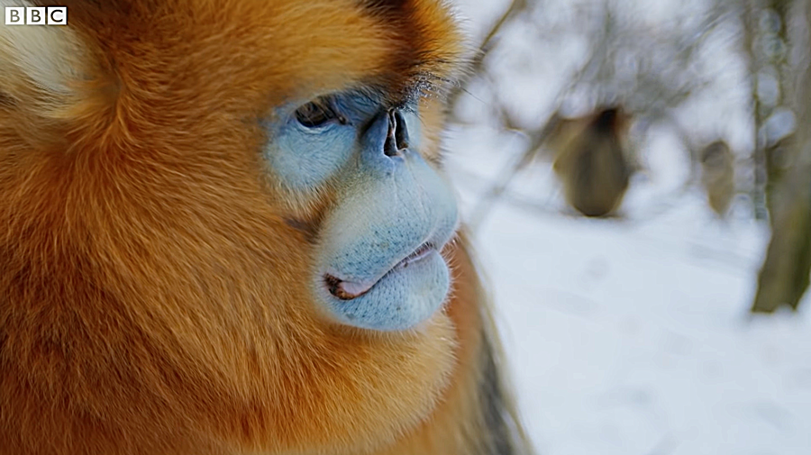 a golden snub-nose monkey observes the landscape