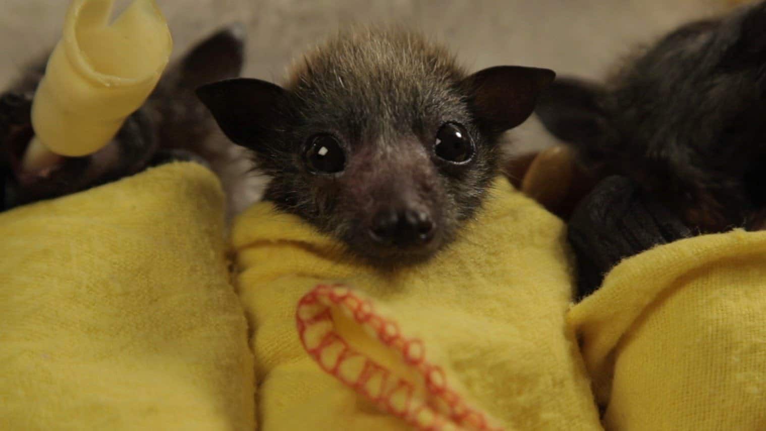 Baby Bat Burritos at the Australian Bat Clinic | The Kid Should See This