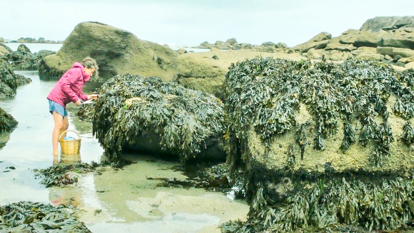 where does seaweed come from
