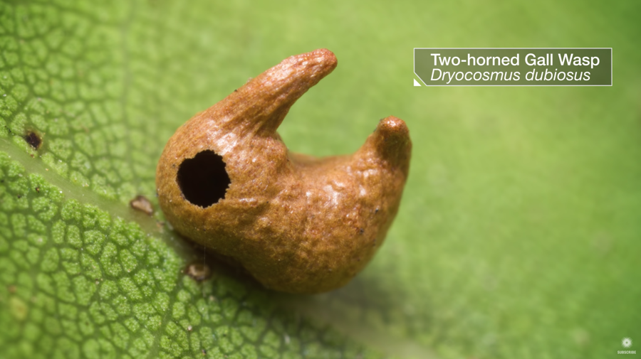 two horned gall wasp