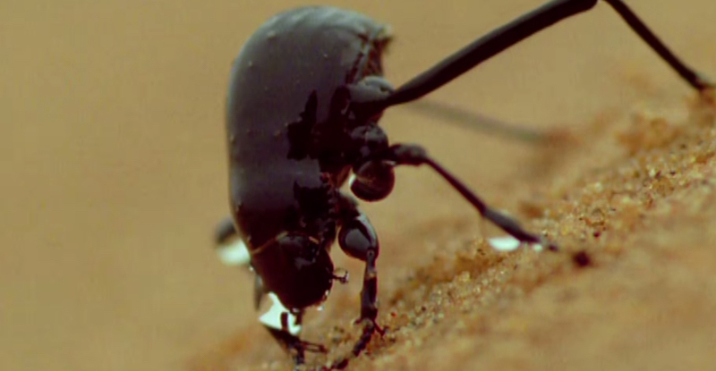 namib desert beetle