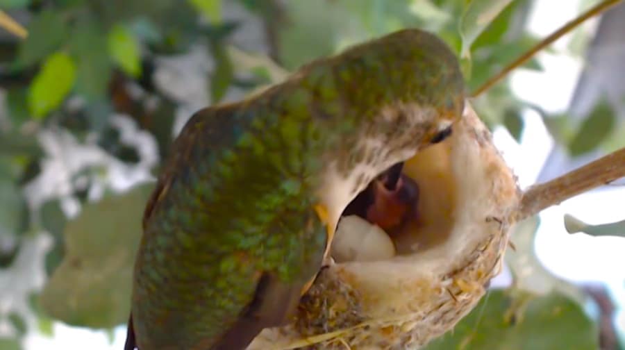 hummingbird hatchlings with mother