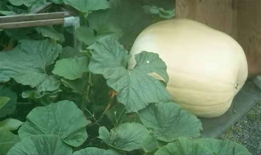 giant pumpkin time-lapse