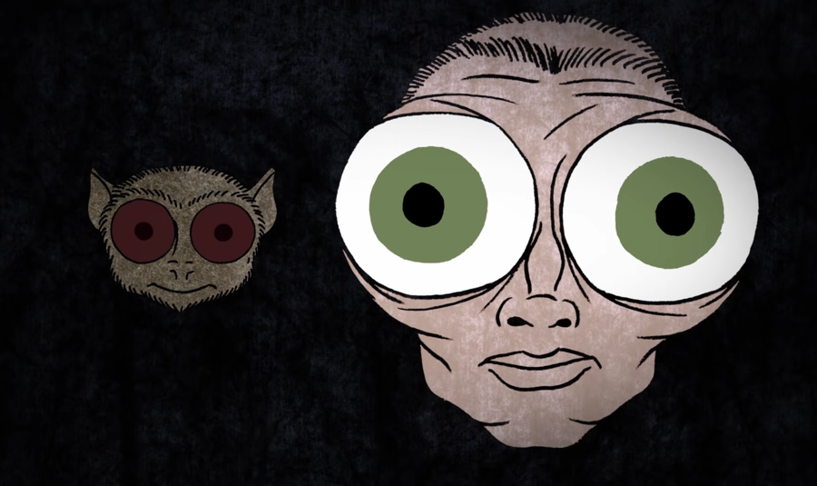 what if humans had eyes like a tarsier? 