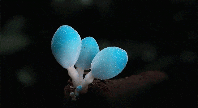 steve axford blue fungi time lapse