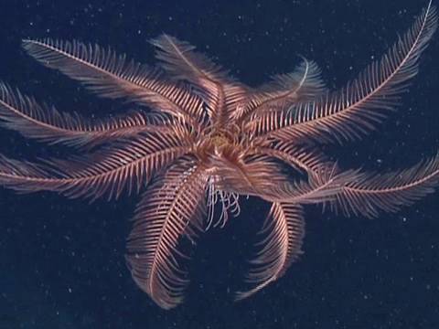 Swimming Feather Starfish 