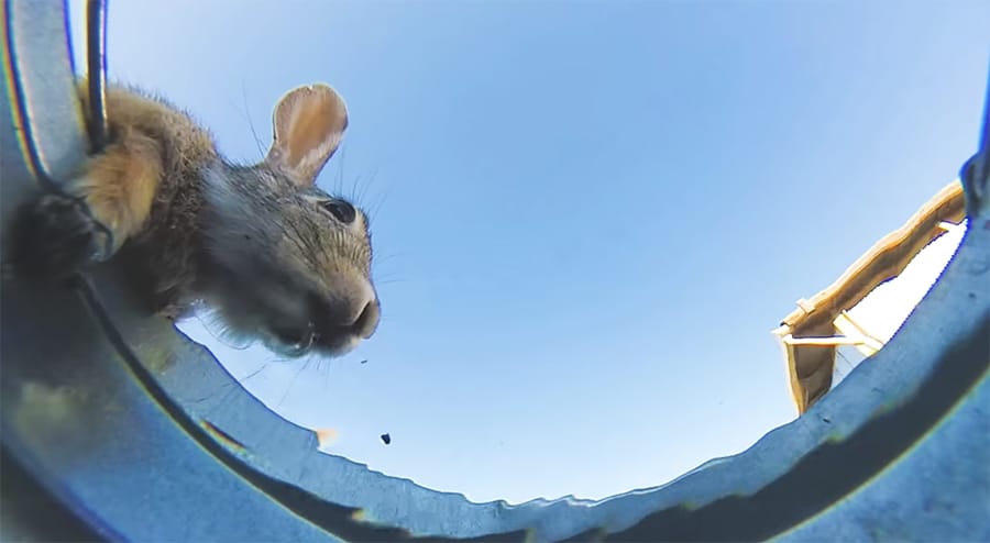 Animals drinking water, captured by an underwater bucket cam | The Kid  Should See This