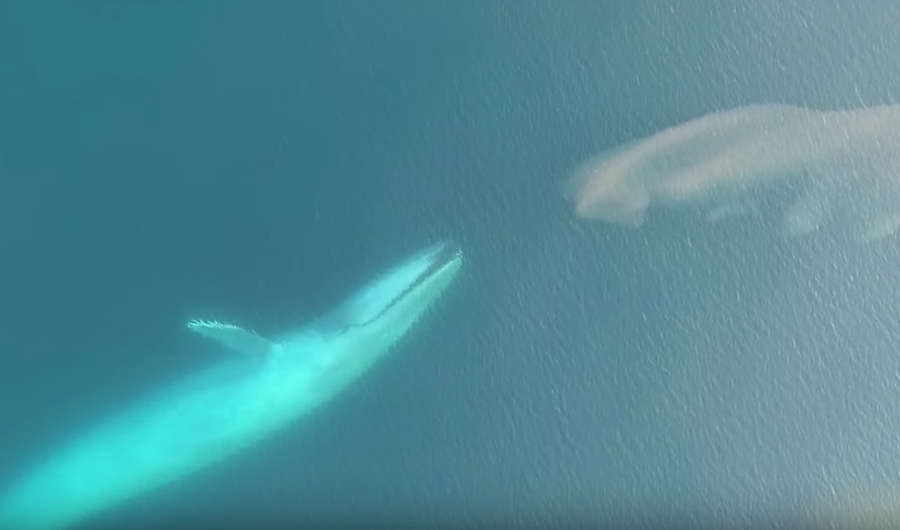whale lunging for krill
