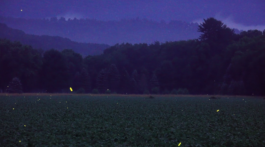 fireflies in a field - diana lehr