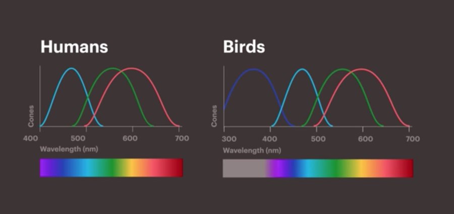 how human and bird eyes detect light