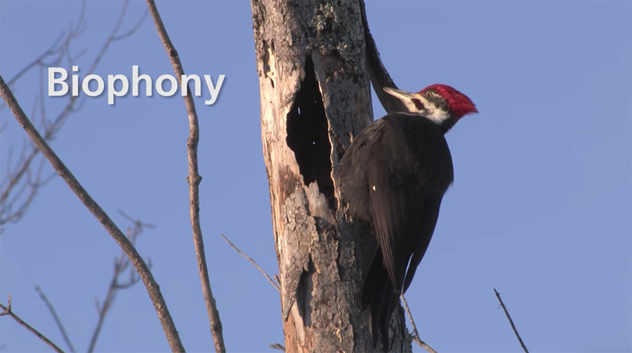 woodpecker biophony example 