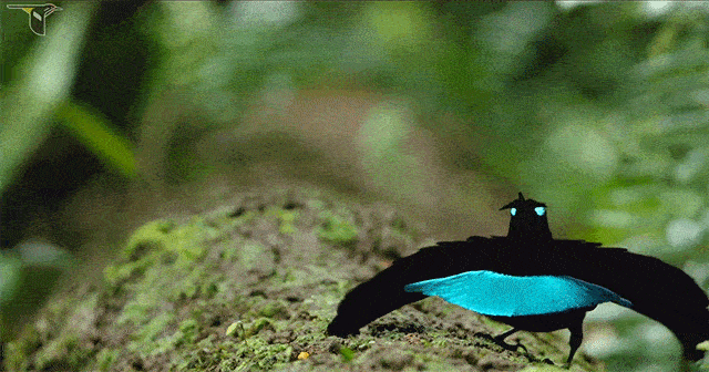 Vogelkop superb bird-of-paradise