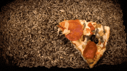 maggots eating pizza