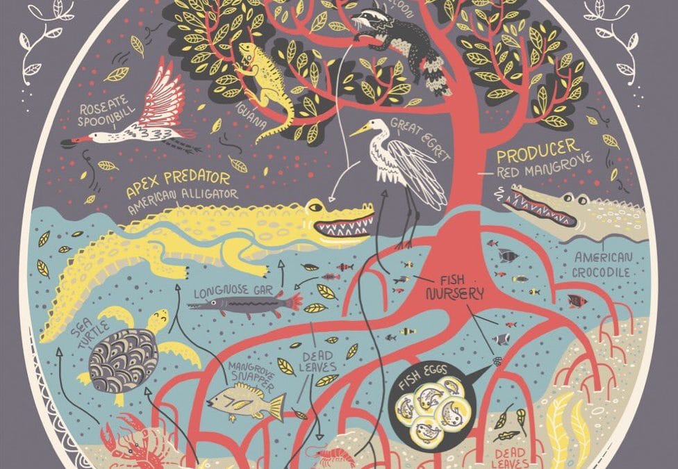 Florida's mangrove swamp ecosystem illustrated | The Kid Should See This
