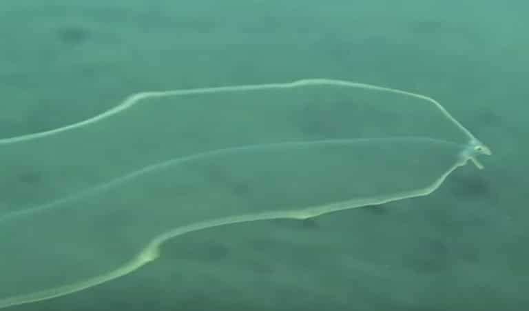 Leptocephalus, a transparent eel larva