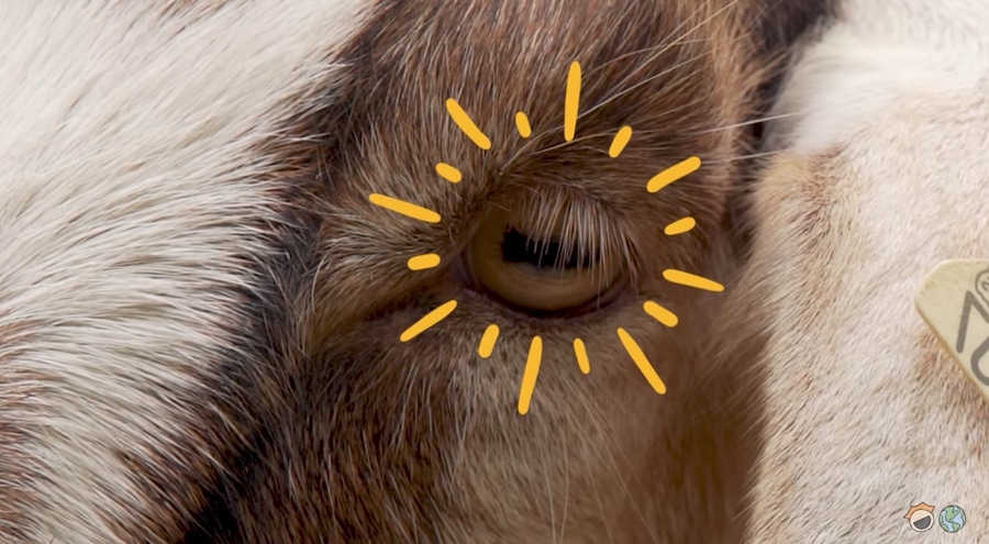 goat rectangular pupils