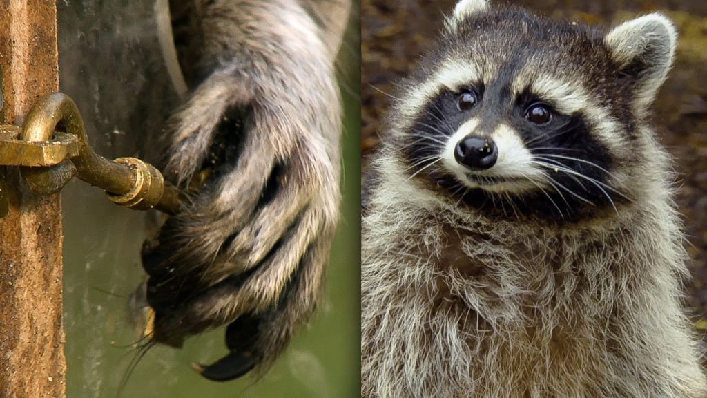 are raccoons as smart as dogs