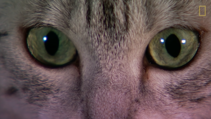 cat eyes