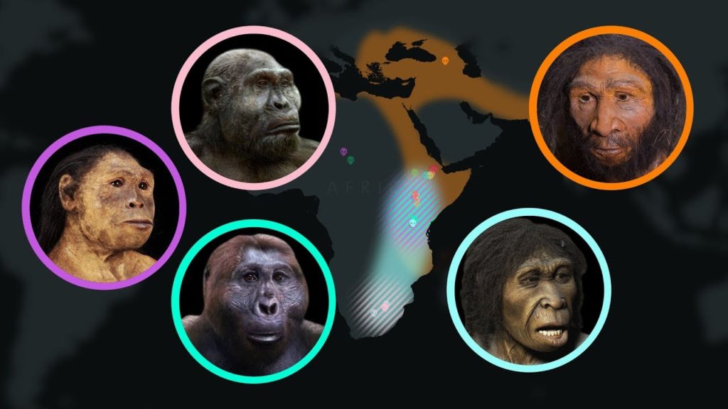 human evolution timeline for kids