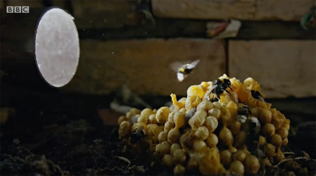 inside an urban bee nest