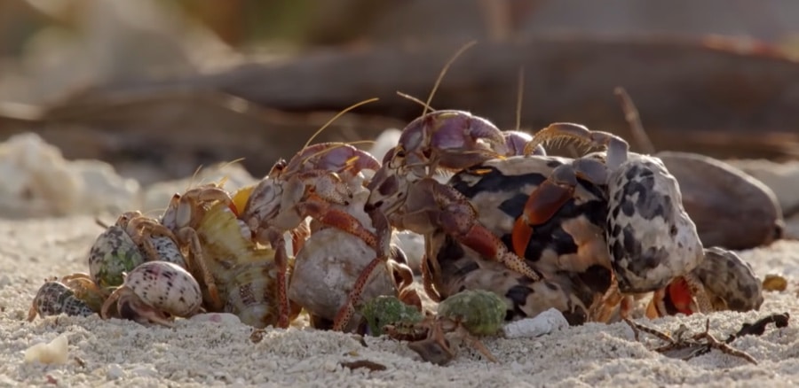 hermit crabs in a line