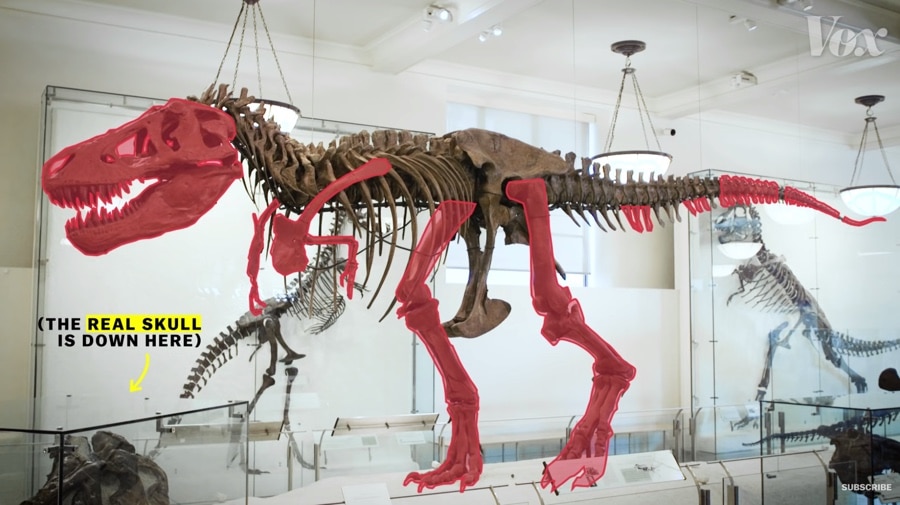 t-rex skeleton
