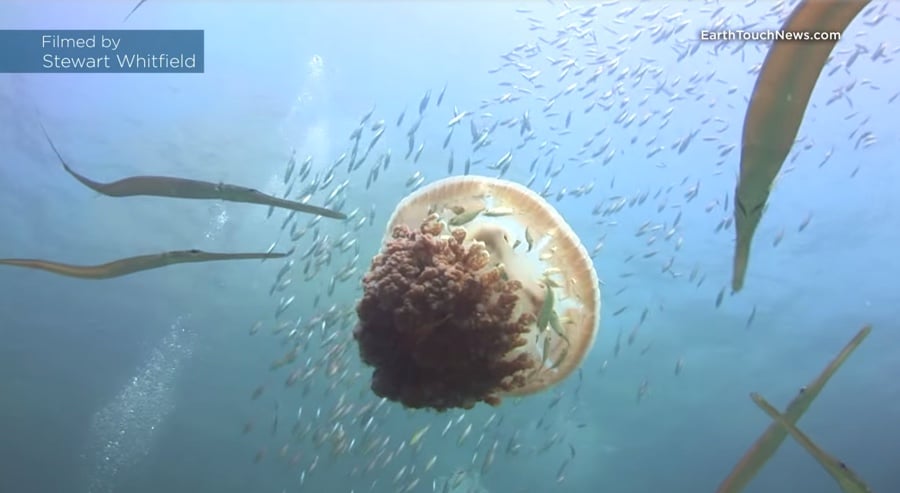 fish inside a jellyfish