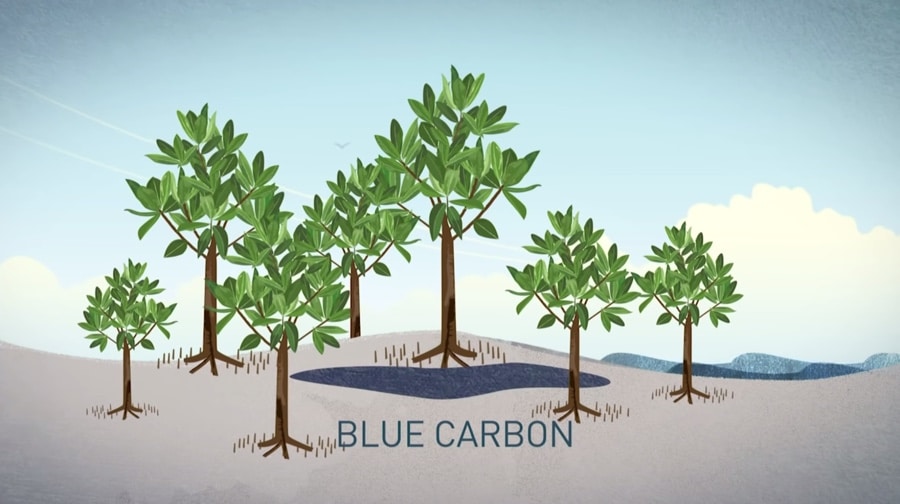 mangrove blue carbon