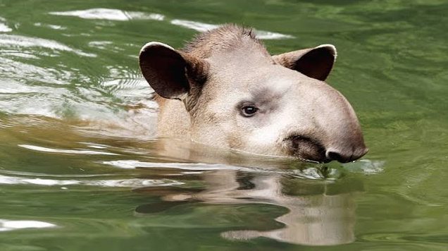tapir swimming
